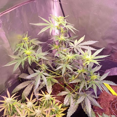 Northern Lights Automatic growlog timeline photo