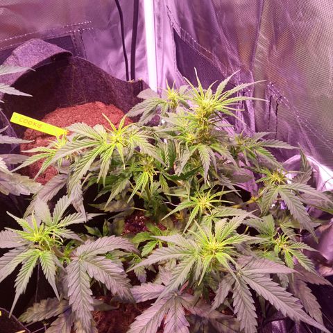 Blue Cheese Automatic growlog timeline photo