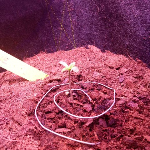 Chips Ahoy growlog timeline photo