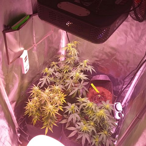 Chips Ahoy growlog timeline photo