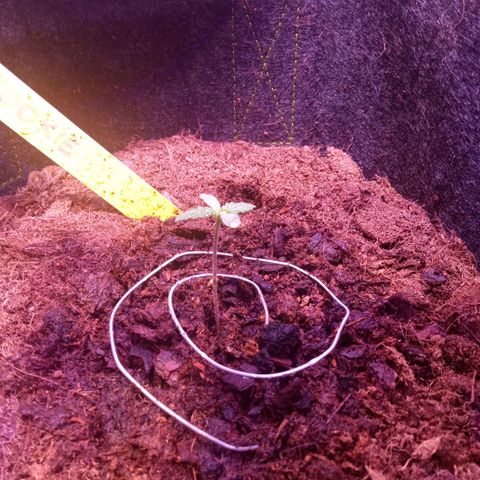 Chips Ahoy growlog timeline photo