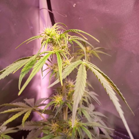 Northern Lights Automatic growlog timeline photo