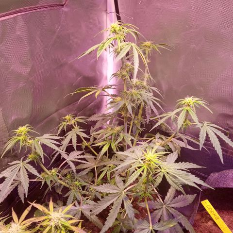 Northern Lights Automatic growlog timeline photo
