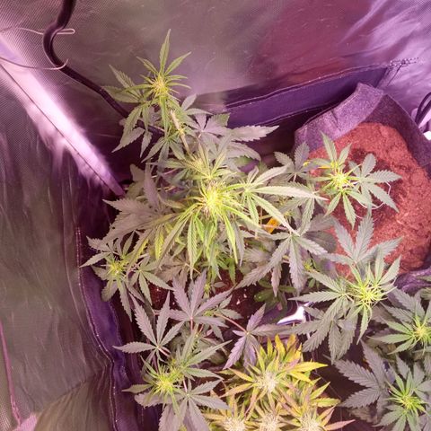 Northern Lights Automatic growlog timeline photo