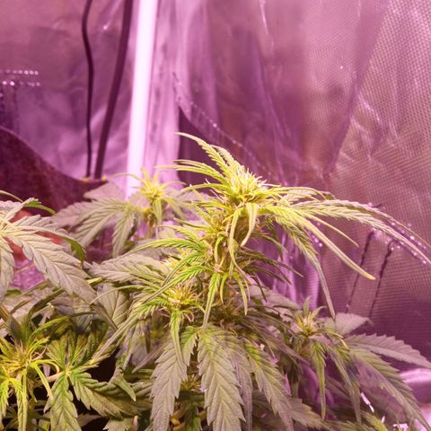 Blue Cheese Automatic growlog timeline photo