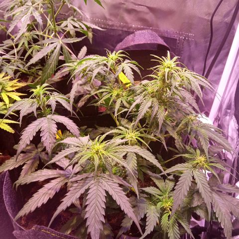 Blue Cheese Automatic growlog timeline photo