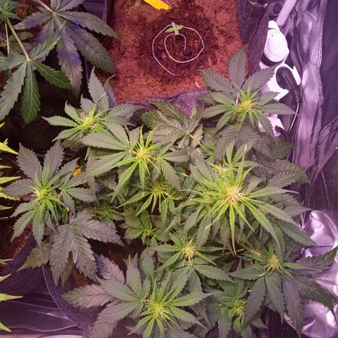 Blue Cheese Automatic growlog timeline photo
