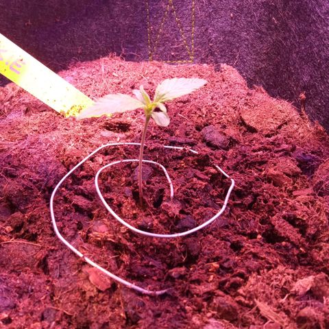 Chips Ahoy growlog timeline photo