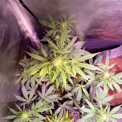 Northern Lights Automatic growlog photo: Folhas amareladas por dentro