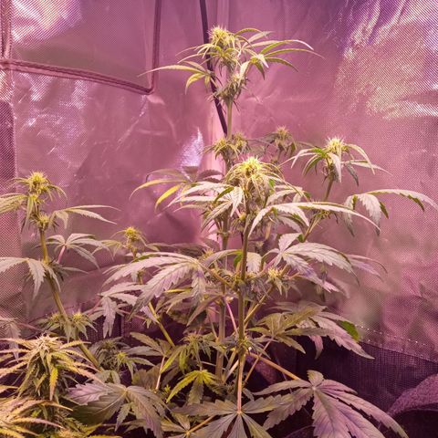 Northern Lights Automatic growlog photo: Folhas amareladas por dentro