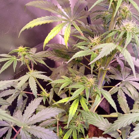 Northern Lights Automatic growlog photo: Folhas amareladas por dentro