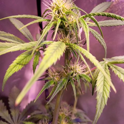 Northern Lights Automatic growlog photo: Folhas amareladas por dentro