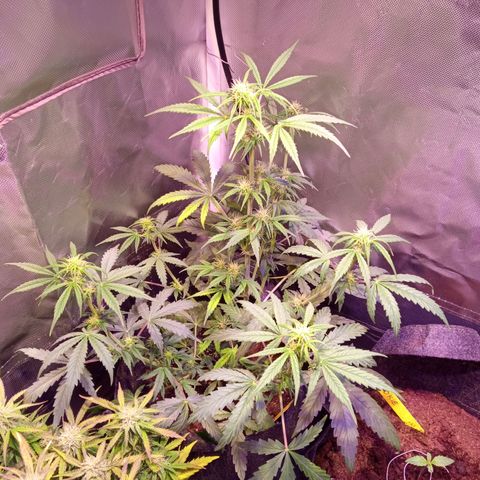 Northern Lights Automatic growlog photo: Folhas amareladas por dentro