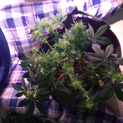 Blue Cheese Automatic growlog timeline photo
