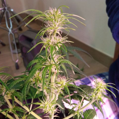 Blue Cheese Automatic growlog timeline photo