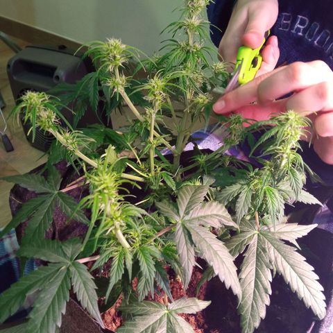 Blue Cheese Automatic growlog timeline photo