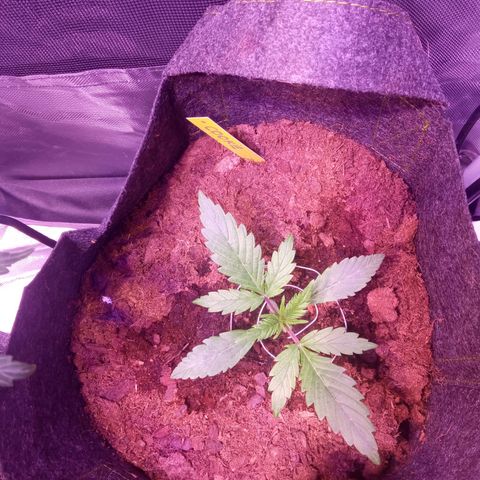 Chips Ahoy growlog timeline photo