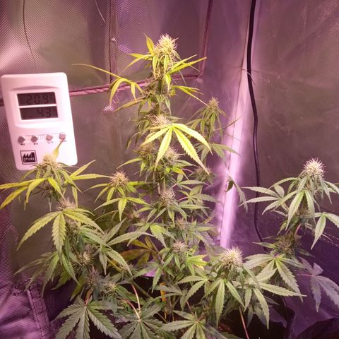 Northern Lights Automatic growlog timeline photo