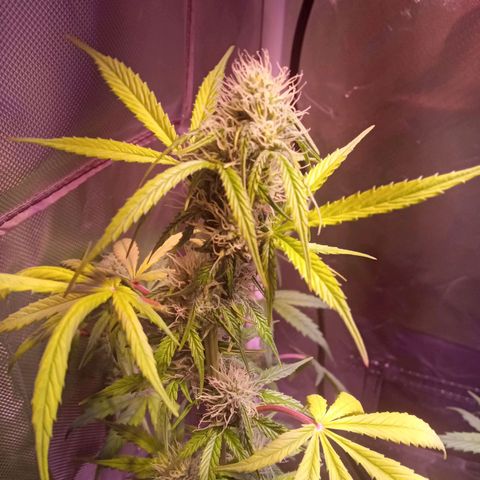 Northern Lights Automatic growlog timeline photo