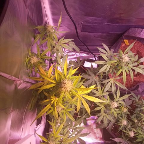 Northern Lights Automatic growlog timeline photo