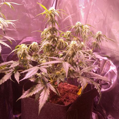 Blue Cheese Automatic growlog timeline photo