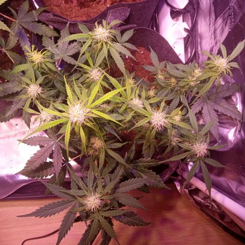 Blue Cheese Automatic growlog timeline photo