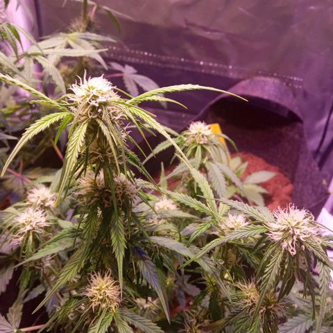 Blue Cheese Automatic growlog timeline photo