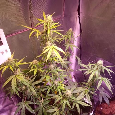 Northern Lights Automatic growlog timeline photo