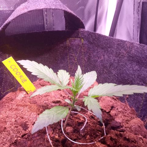 Chips Ahoy growlog timeline photo