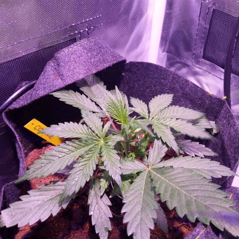 Chips Ahoy growlog timeline photo