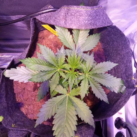 Chips Ahoy growlog timeline photo