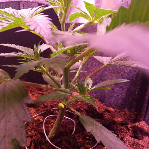 Chips Ahoy growlog timeline photo