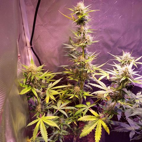 Northern Lights Automatic growlog timeline photo