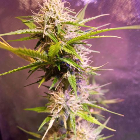 Northern Lights Automatic growlog timeline photo