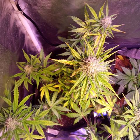 Northern Lights Automatic growlog timeline photo