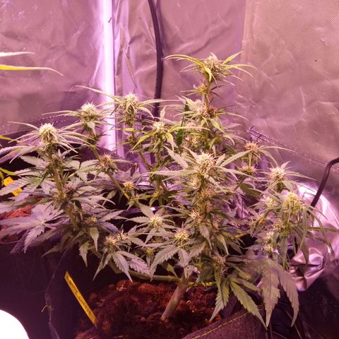 Blue Cheese Automatic growlog timeline photo