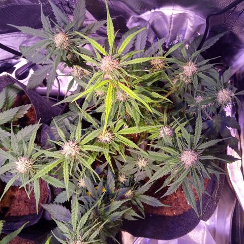Blue Cheese Automatic growlog timeline photo