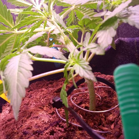 Chips Ahoy growlog timeline photo