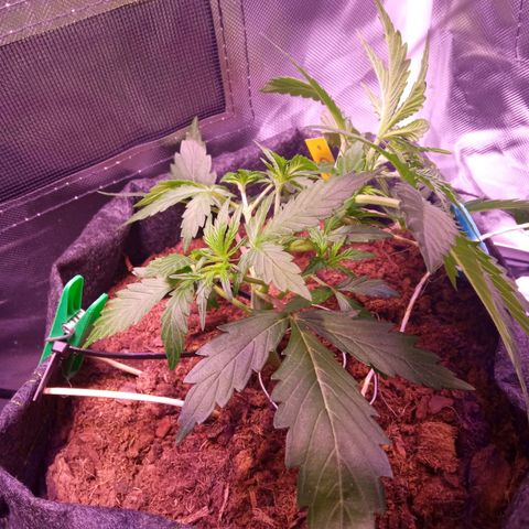 Chips Ahoy growlog timeline photo