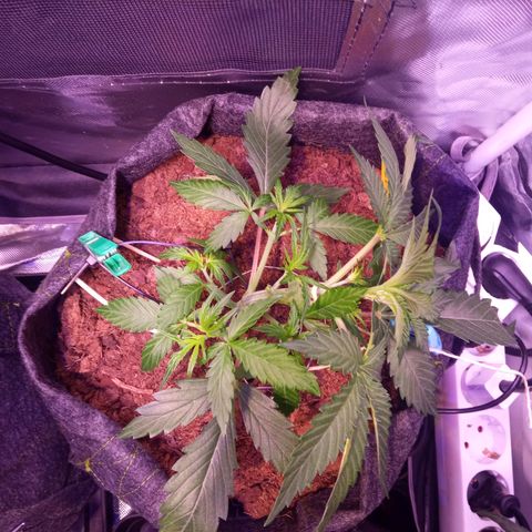 Chips Ahoy growlog timeline photo