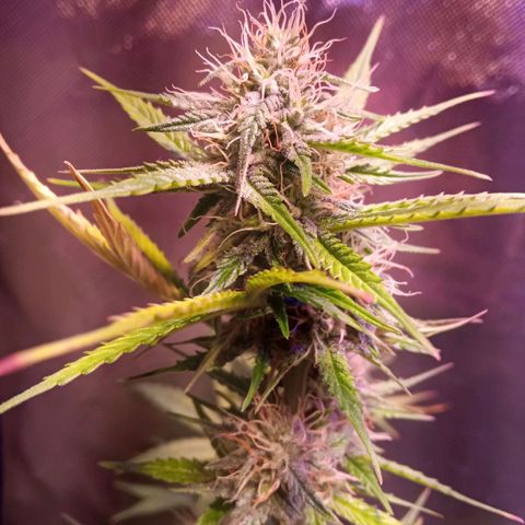 Northern Lights Automatic growlog timeline photo