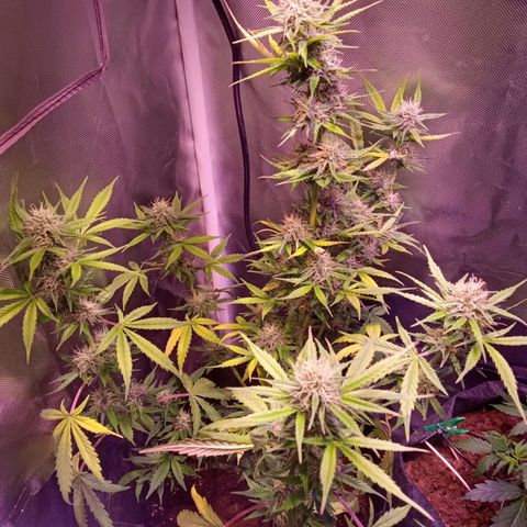 Northern Lights Automatic growlog timeline photo