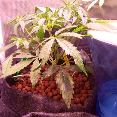 Chips Ahoy growlog timeline photo