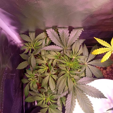 Chips Ahoy growlog timeline photo