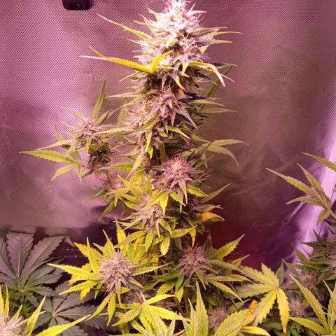Northern Lights Automatic growlog timeline photo