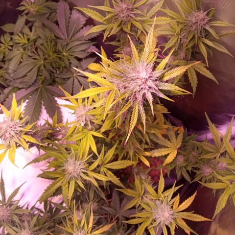 Northern Lights Automatic growlog timeline photo
