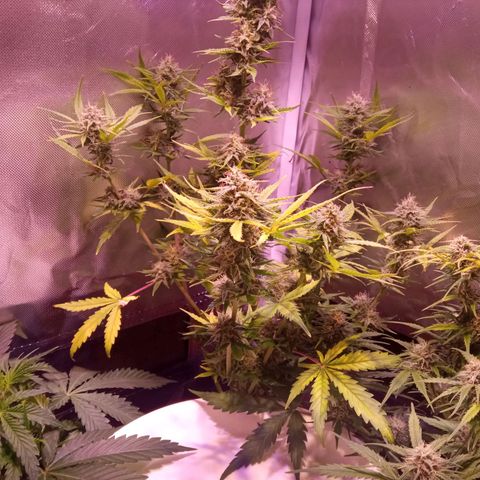 Northern Lights Automatic growlog timeline photo