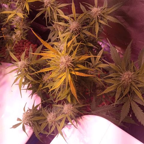 Blue Cheese Automatic growlog timeline photo