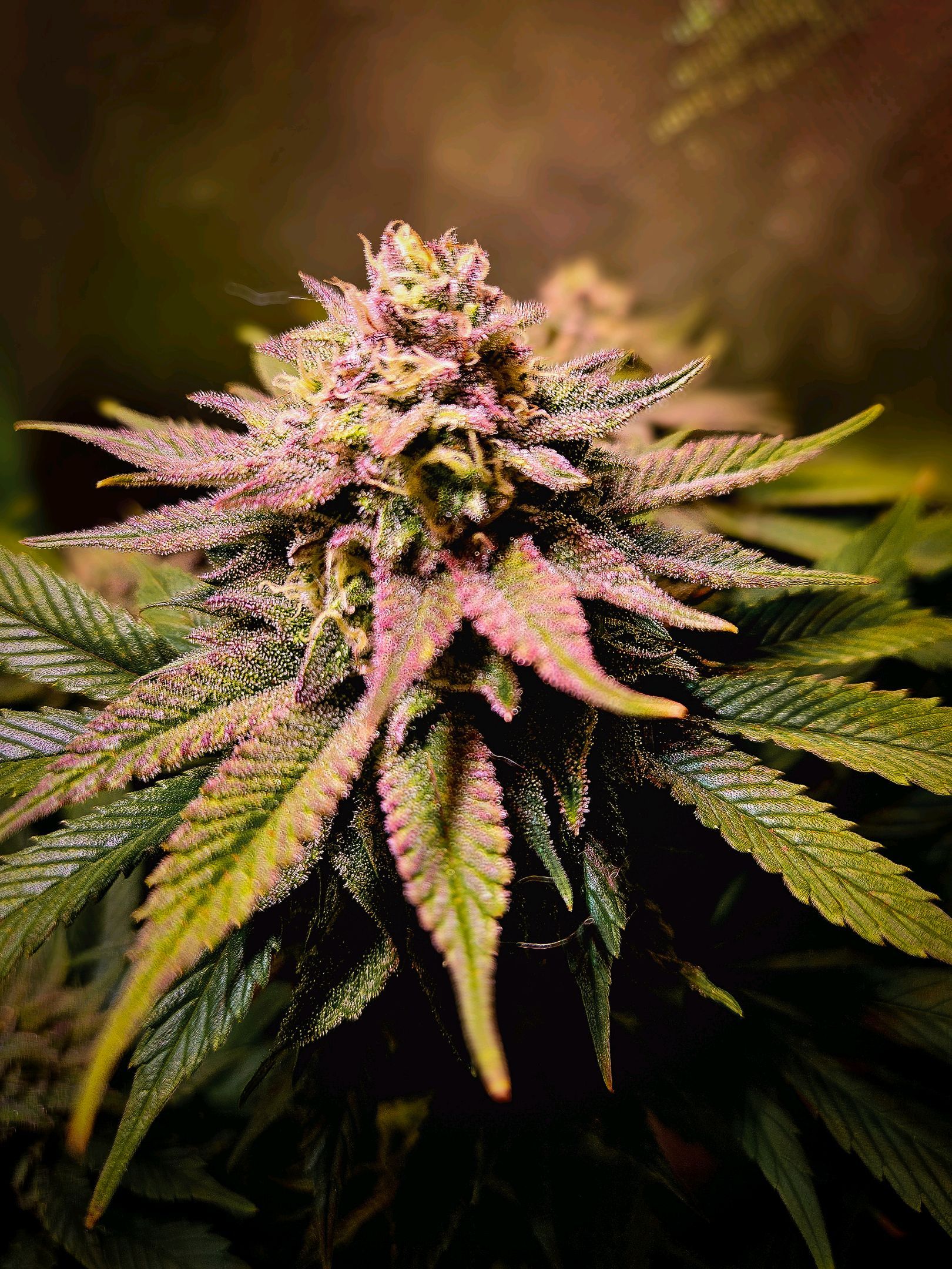 Orange Bud (Svantje) growlog header