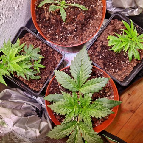 Auto Blueberry growlog timeline photo